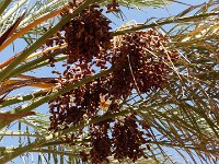 22 octobre-Timimoume à Ghardaia 13