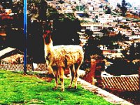 Cusco